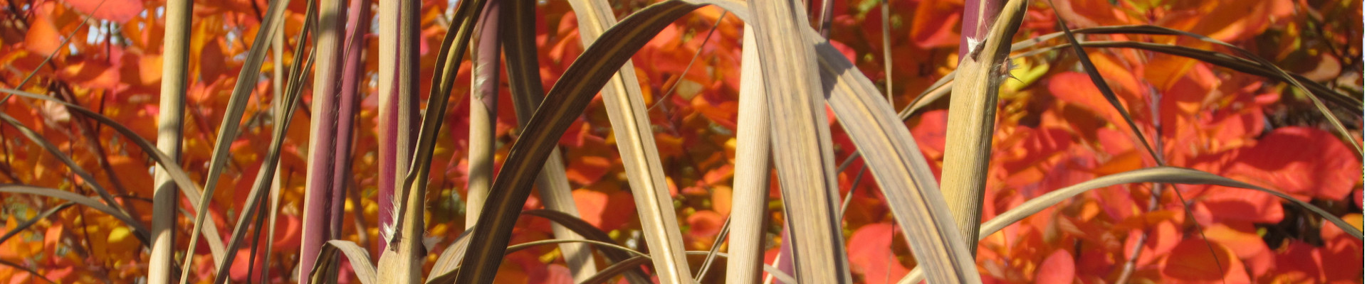 herbst